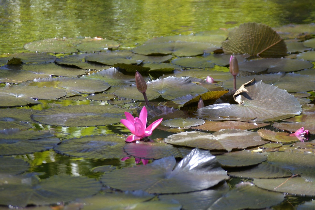 _DSC0045 Seerosen im Botanischen Garten in Pampelmousse.jpg