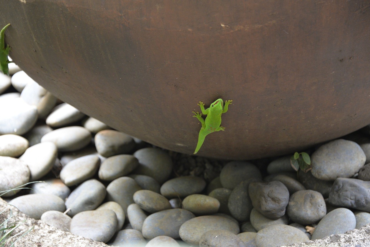 _DSC0360 Gecko.jpg