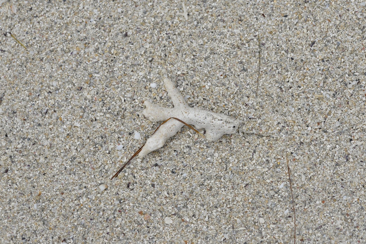 _DSC0527 Strandgut auf der Ile aux Cerf.jpg