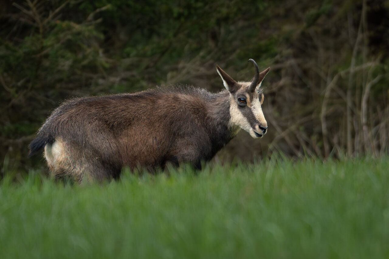 _DSC3787-Verbessert-NR-Kopie.jpg