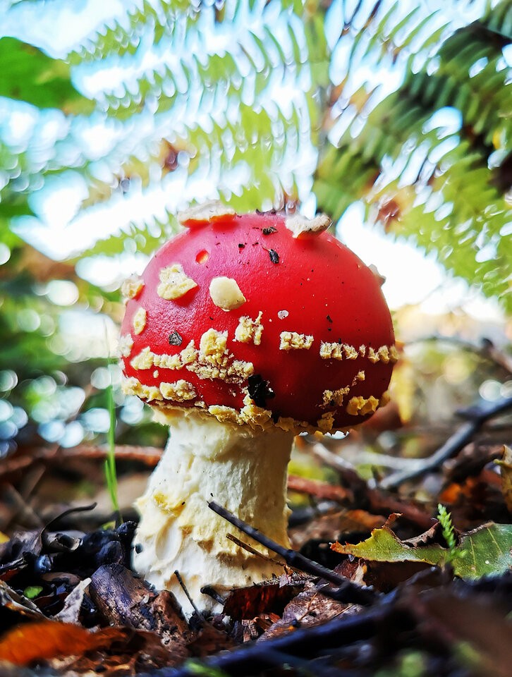 AmanitaMuscaria-1200px.jpg