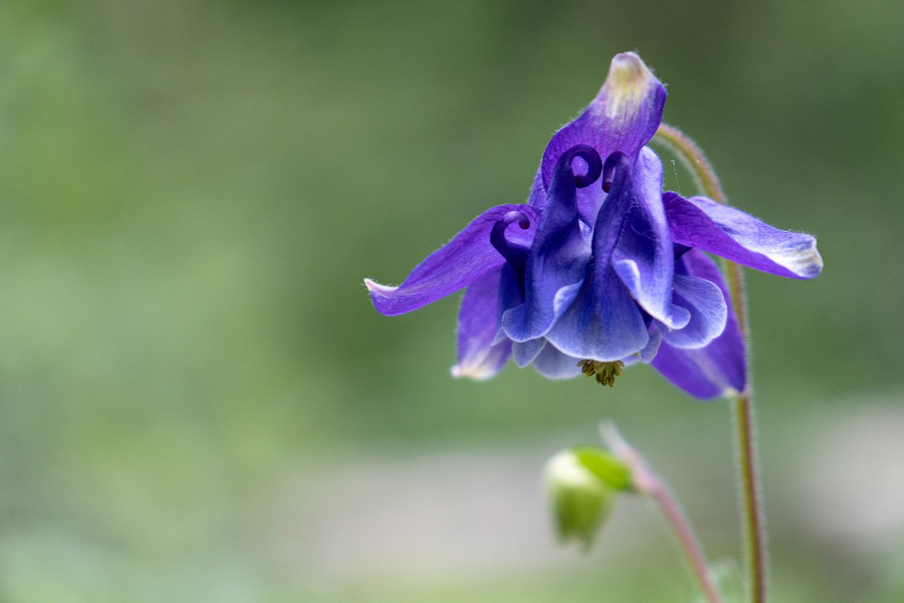 Aquilegia-purple-1400.jpg