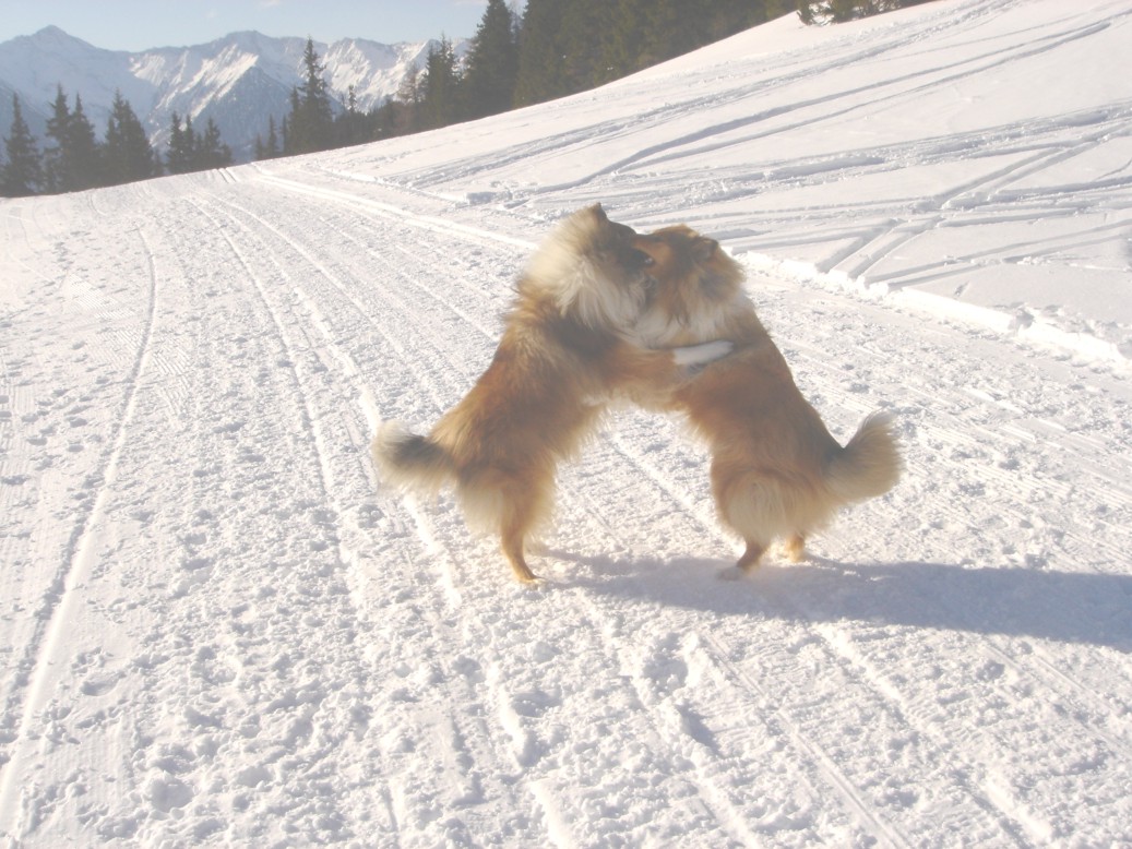 Benni und Dolly Schneewalzer - Manfred Lindner.JPG