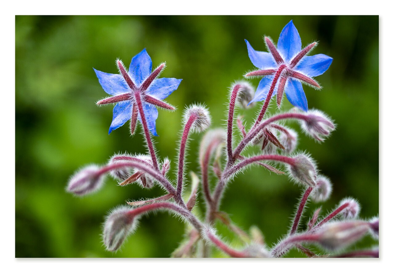 Borretsch-Bluete.jpg