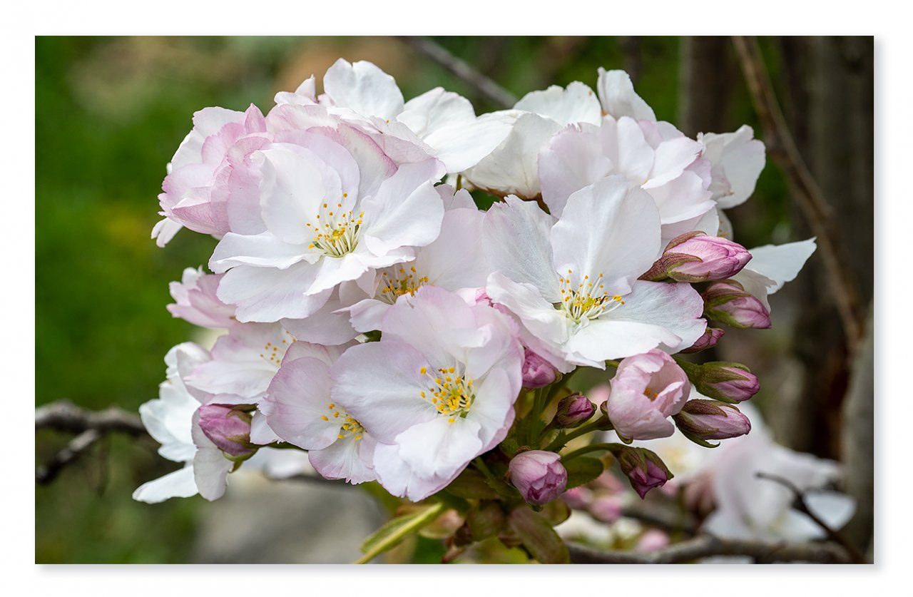 cherry-blossom-1200px.jpg