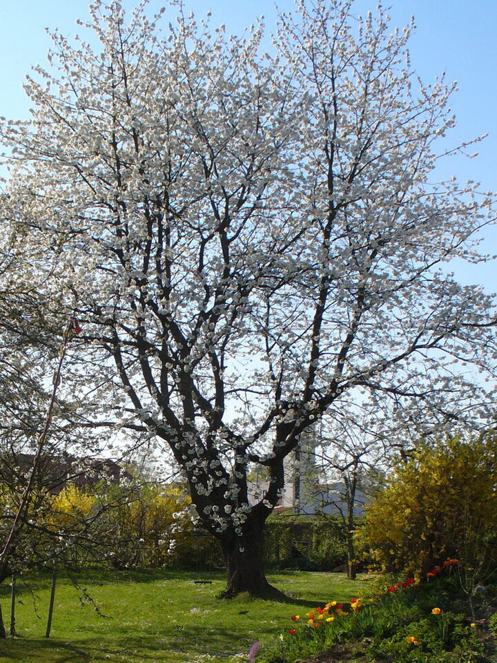 Da war s noch ein Prachtsbaum.jpg