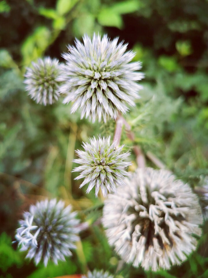 Distel-Blueten.jpg