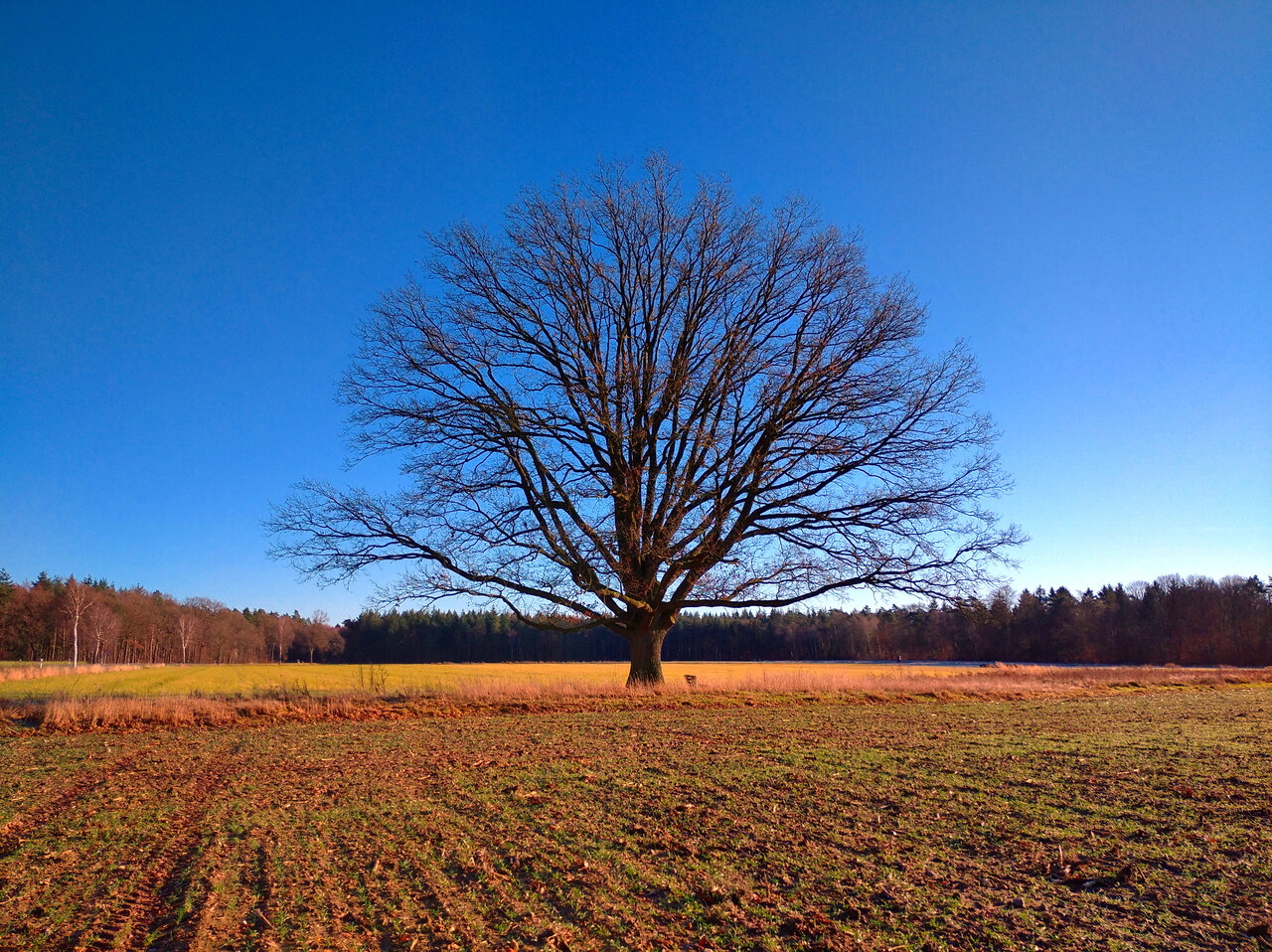 Eiche_Honerdingen_Habitus_2_1221.jpg