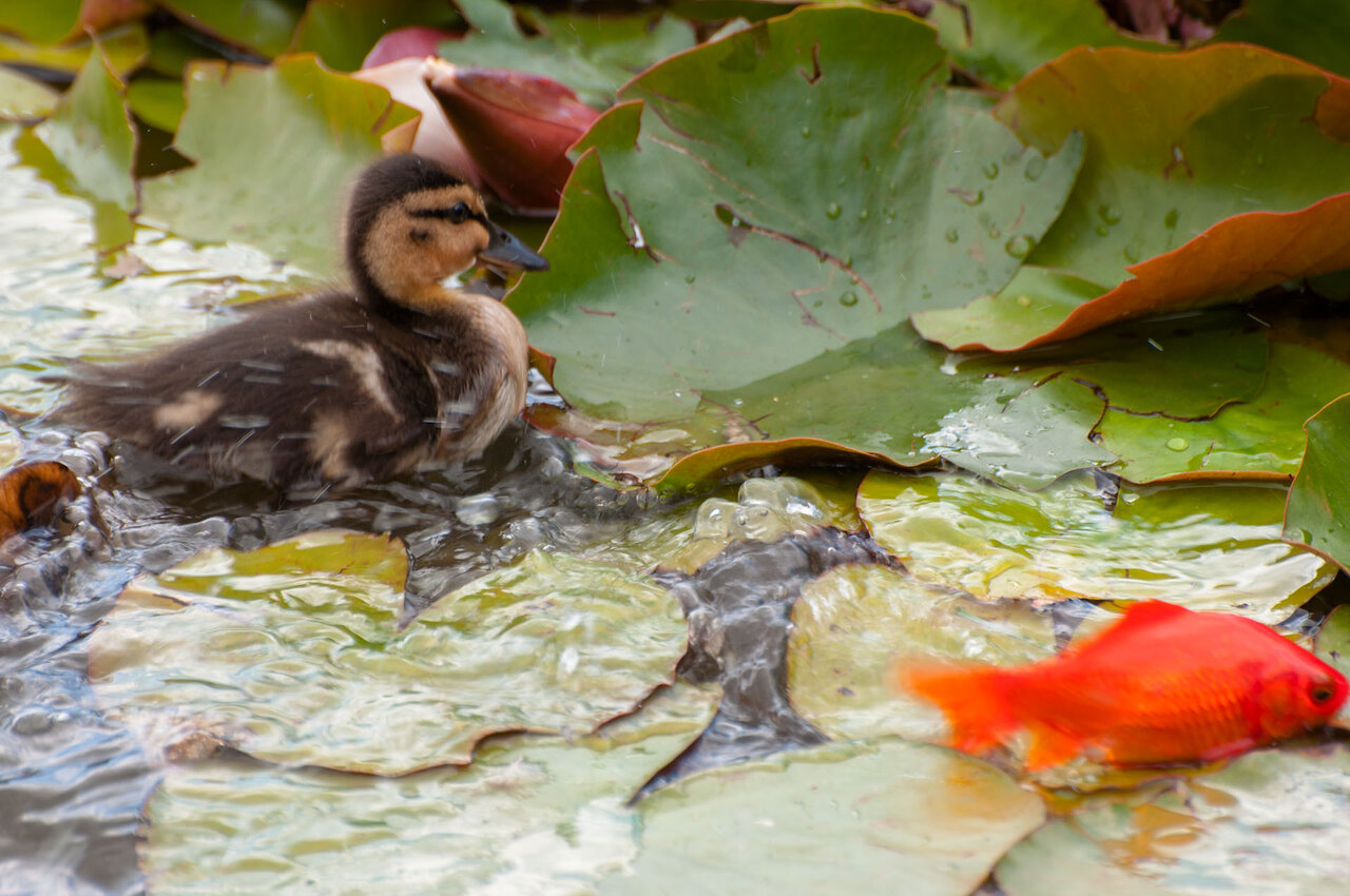 Ente mit Goldfisch komp.jpg