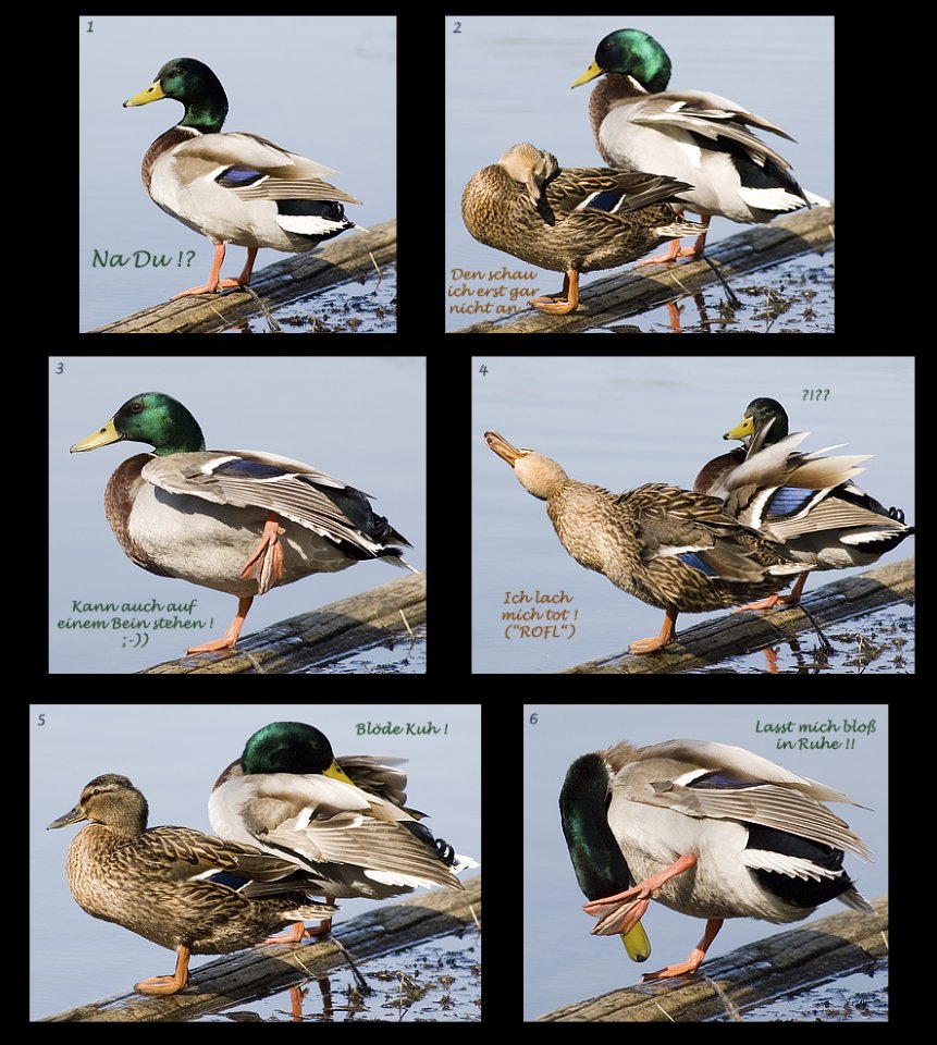 Enten-Collage-Ebenen-Text.jpg