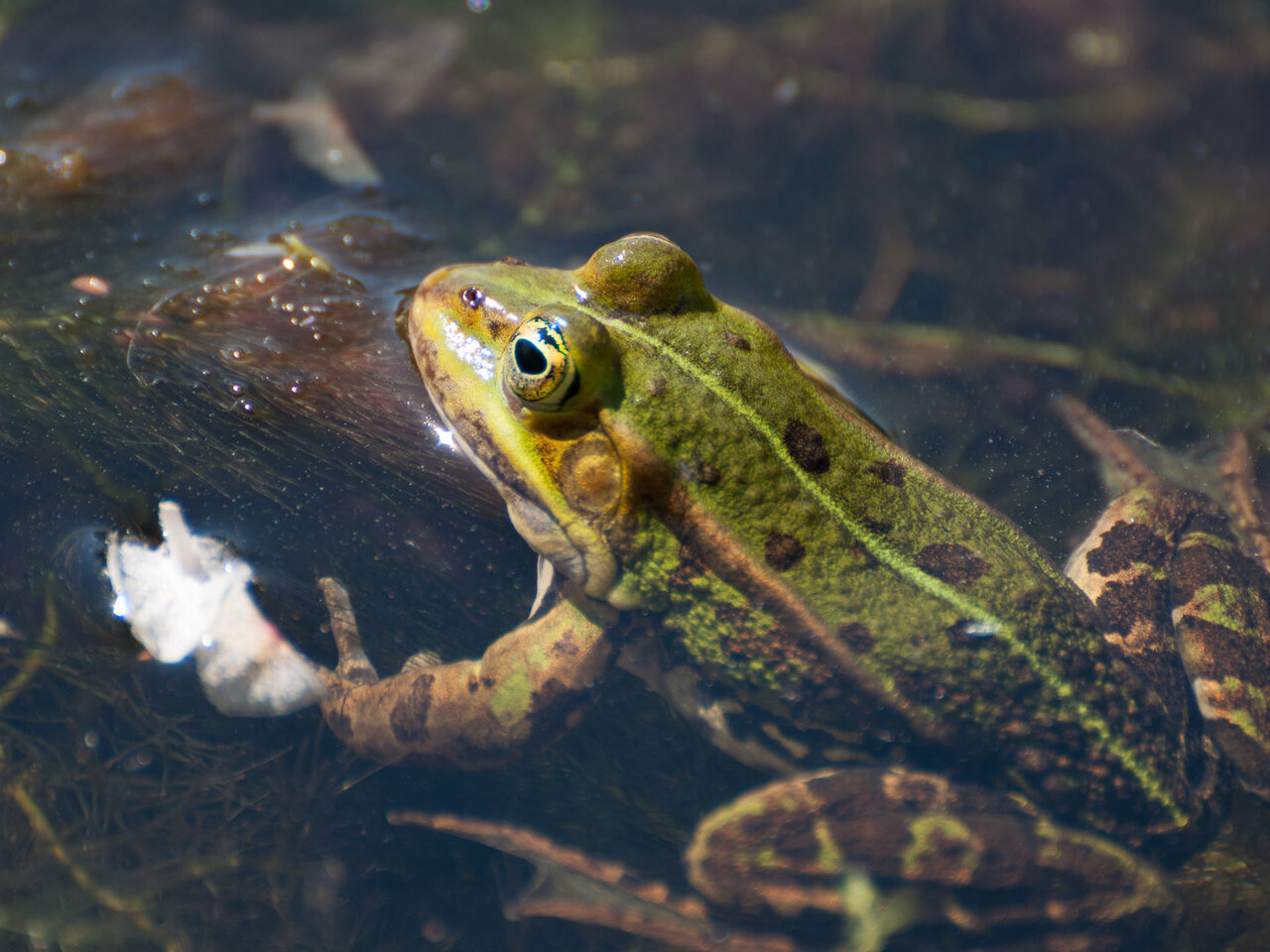 Frosch komp.jpg