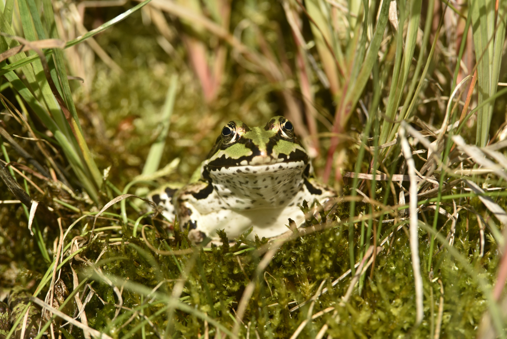 Froschkönig-web_D750899_027.JPG