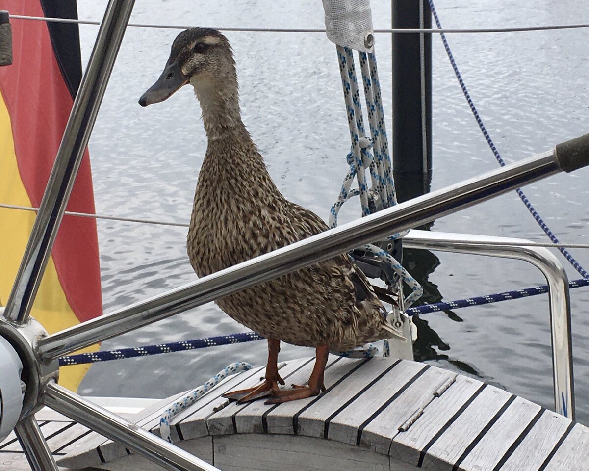 Frühstücksbesuch.jpeg