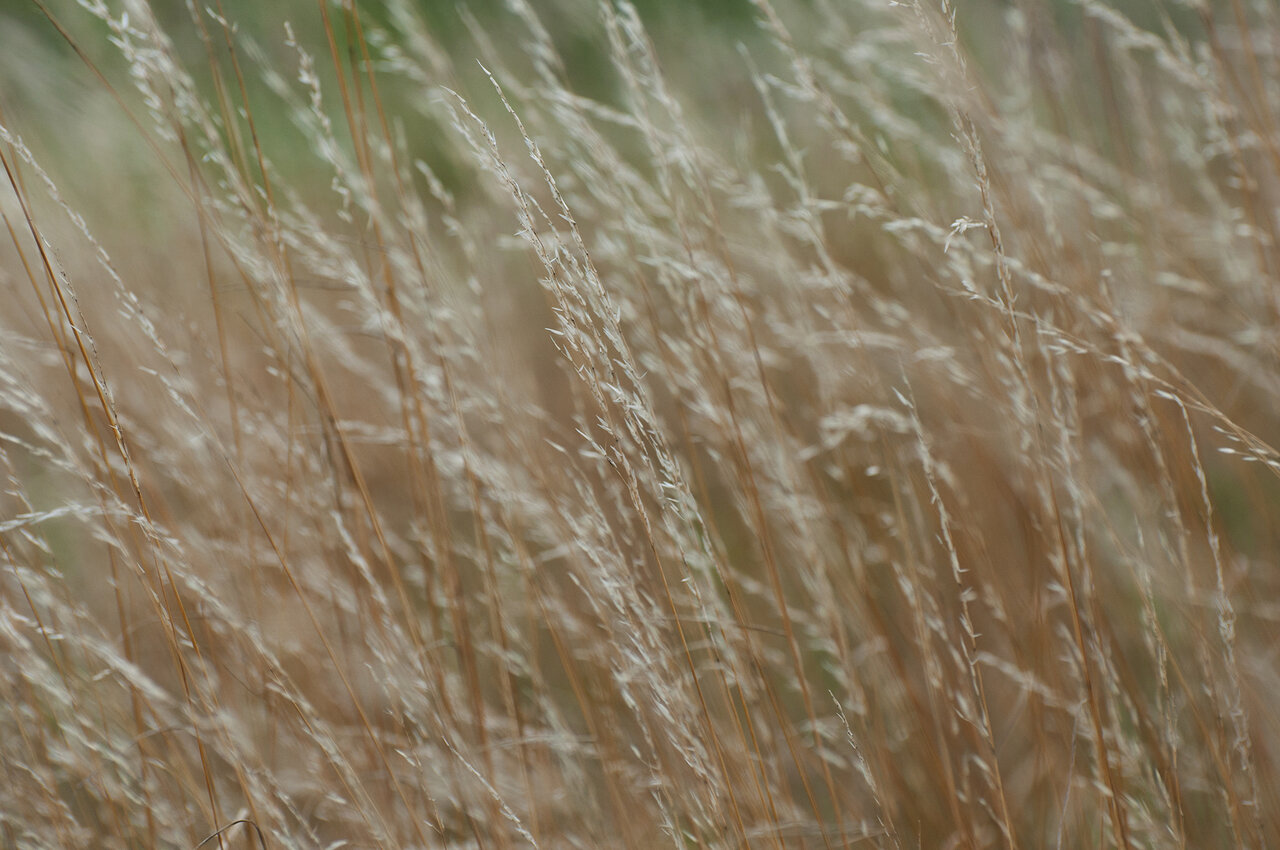 Gras im Wind komp.jpg