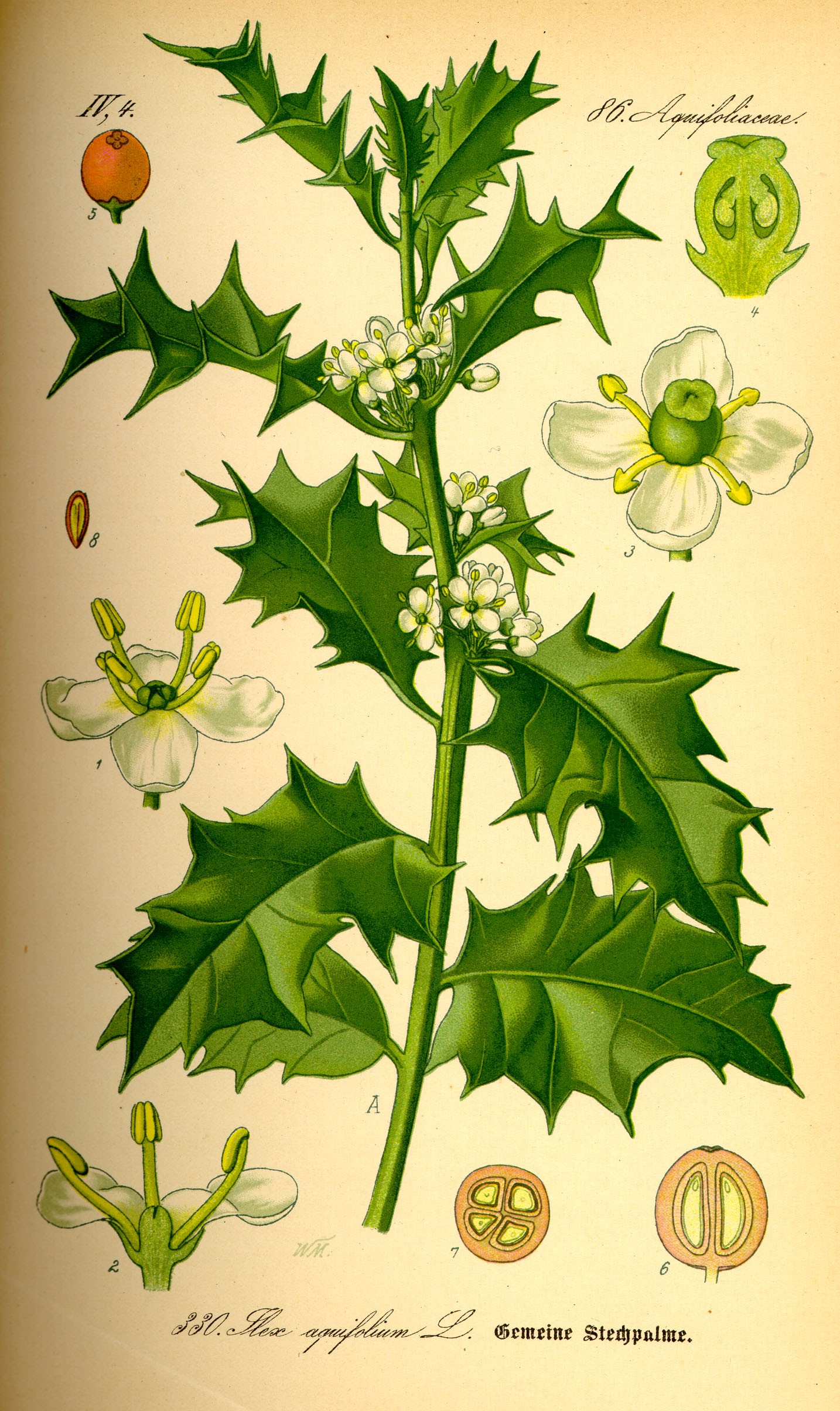 Illustration_Ilex_aquifolium0.jpg