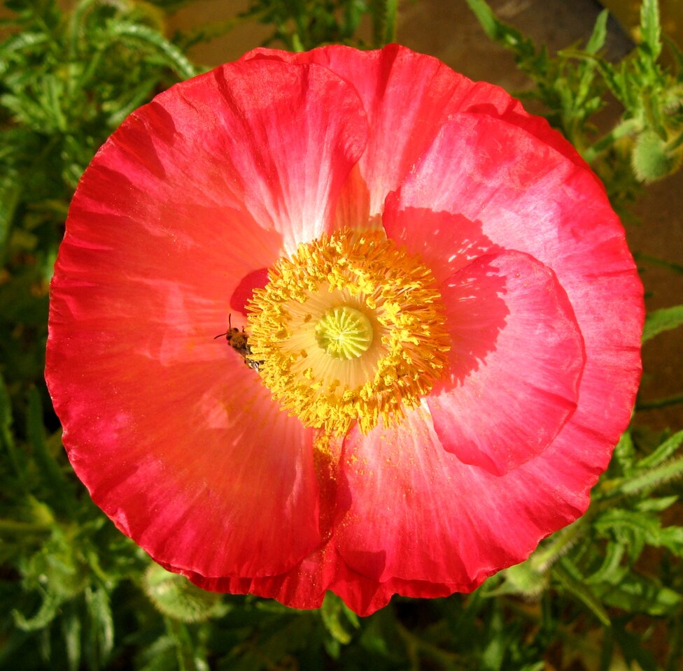 islandmohn4.jpg