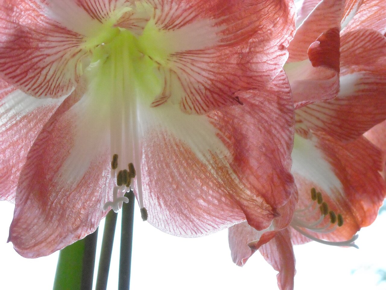 kingbritt amaryllis2.jpg