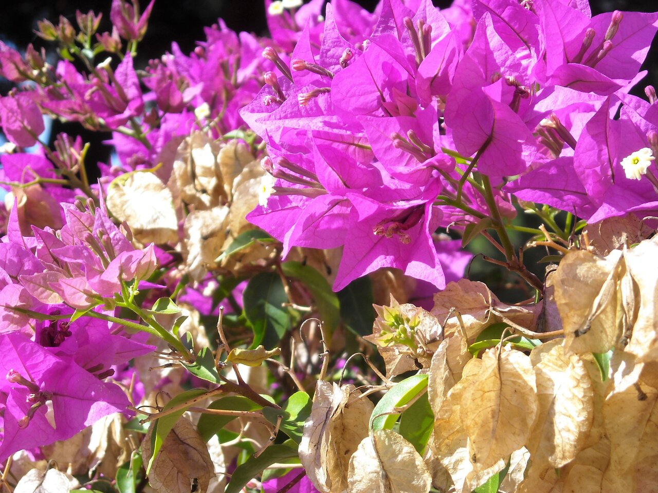 kingbritt bougainvillea im September.jpg