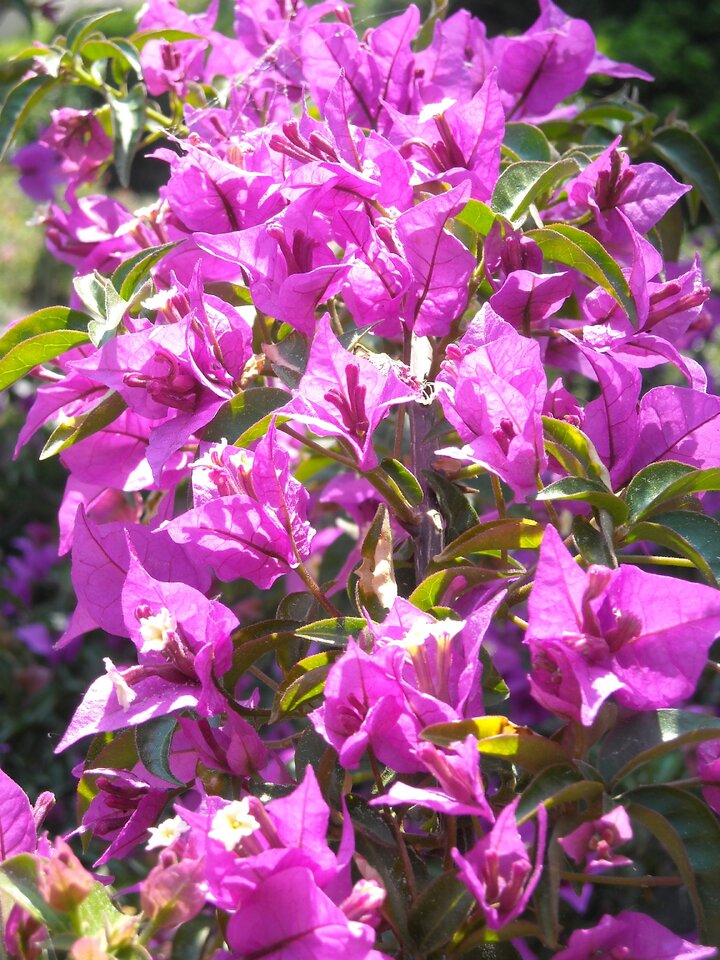 kingbritt bougainvillea.jpg