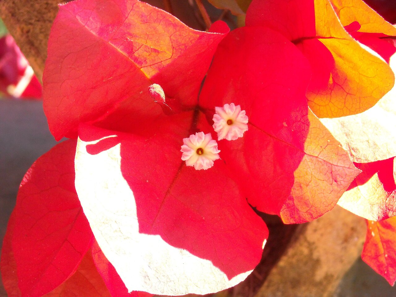 kingbritt  Bougainvillea.jpg