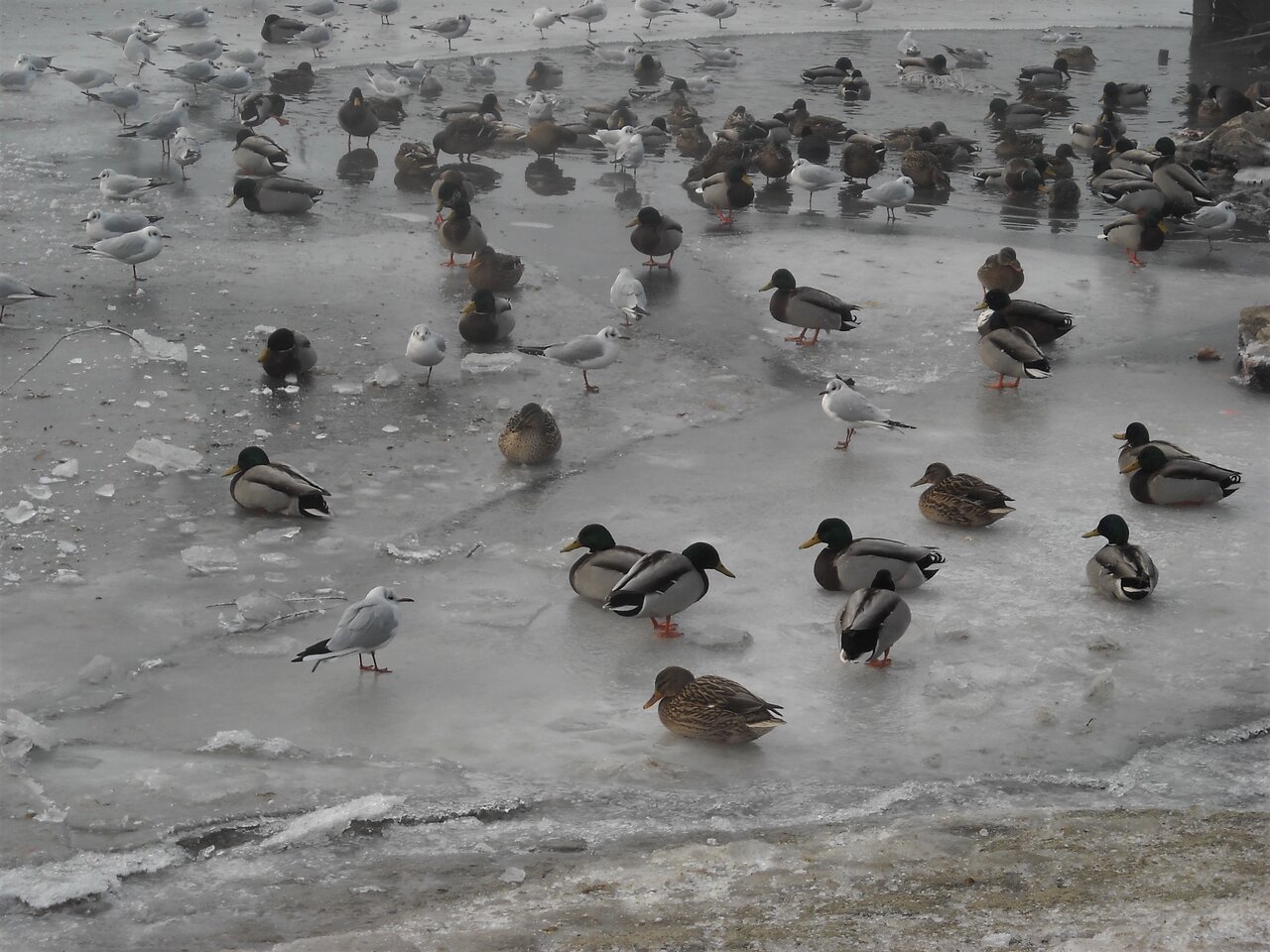 kingbritt Eislauf der Enten.jpg