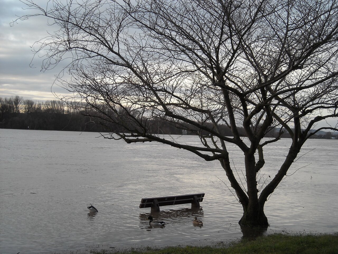 kingbritt Hochwasser1 Rhein.JPG