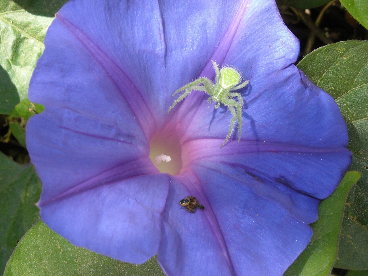 kingbritt tibouchina.jpg