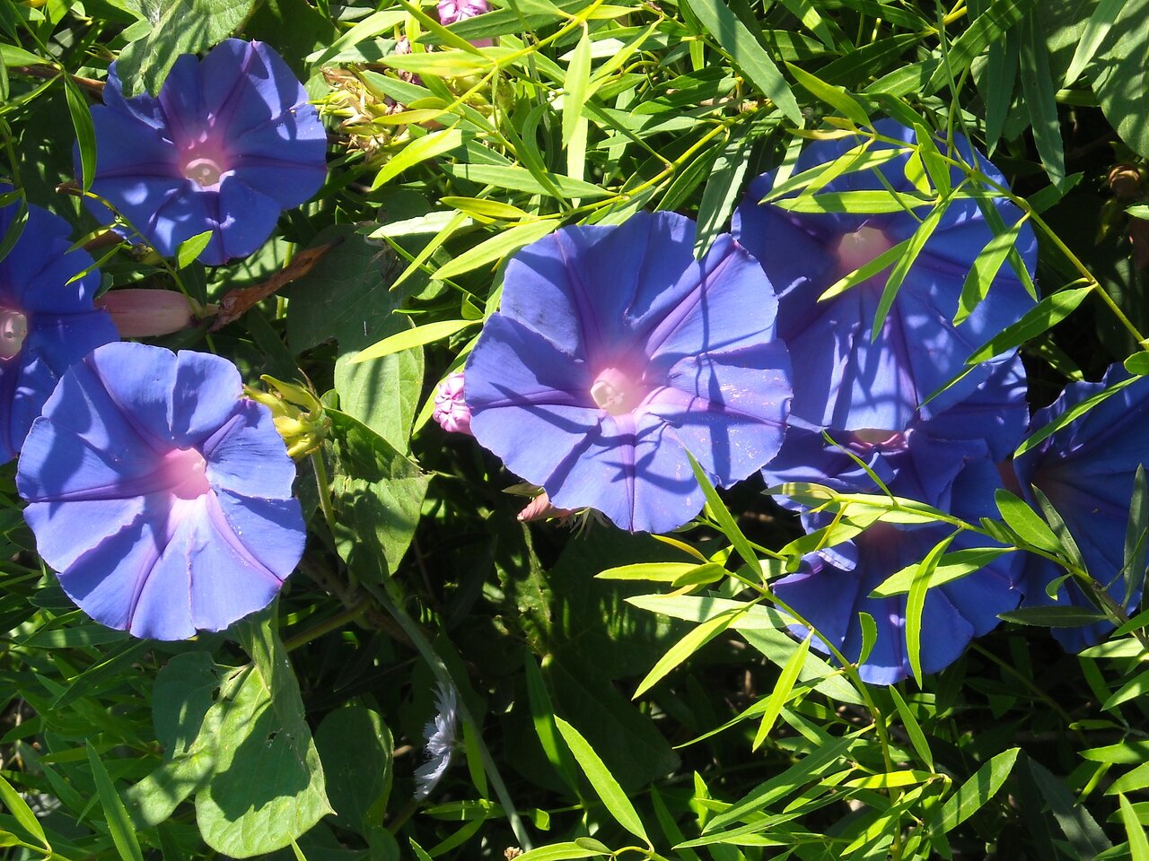 kingbritt Tibouchina2.jpg