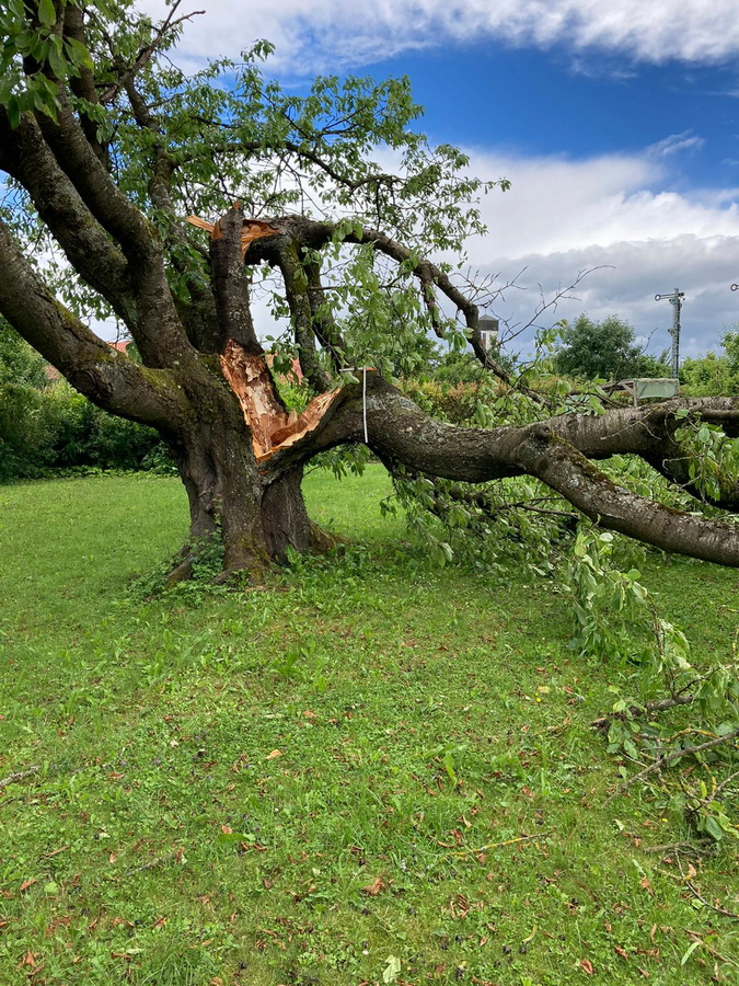 Kirschbaum anfang vom ende.jpg