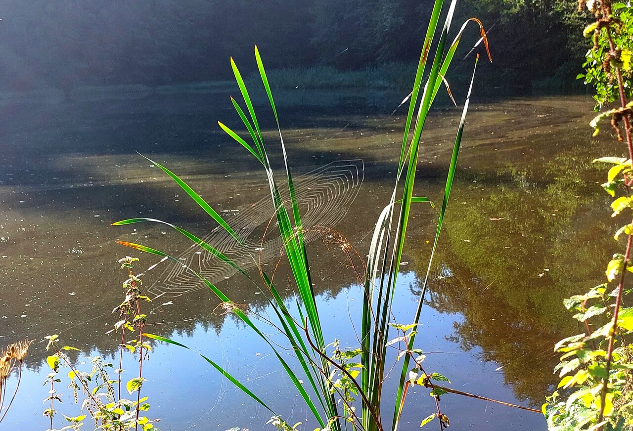 Morgenstimmung am See.jpg