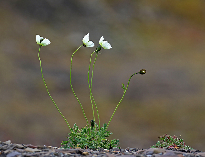 Papaver nudicaule.jpg