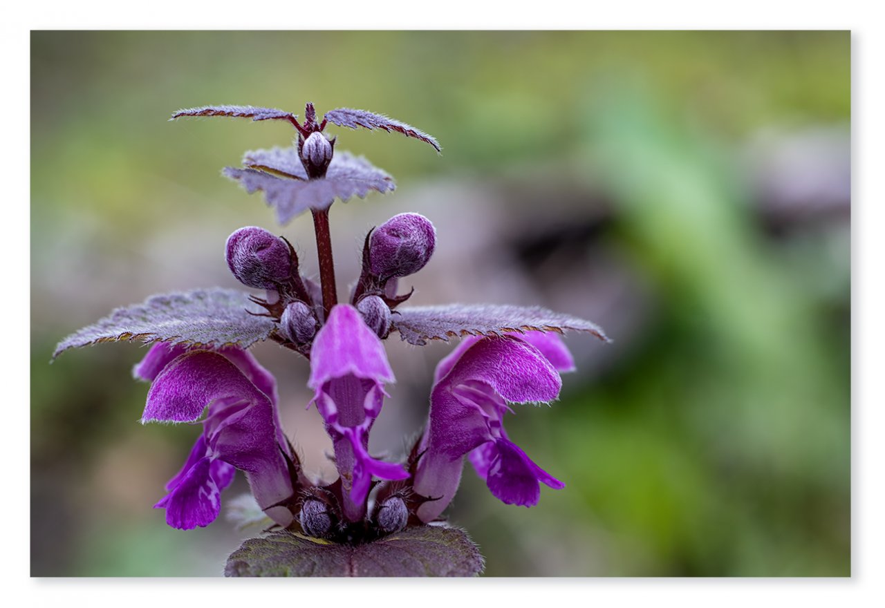 purple-beauty-1200px.jpg