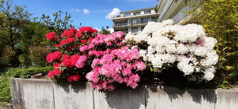 Rhododendron-Combi.jpg