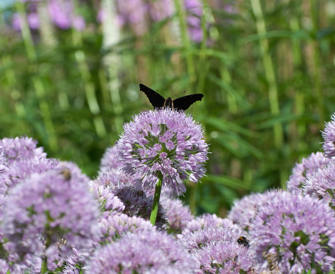 Schmetterling 2 komp.jpg