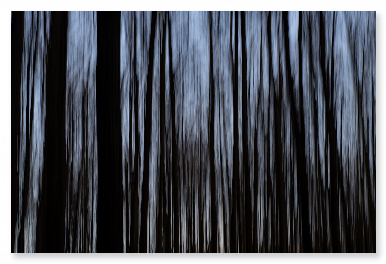 spooky-trees1400px.jpg