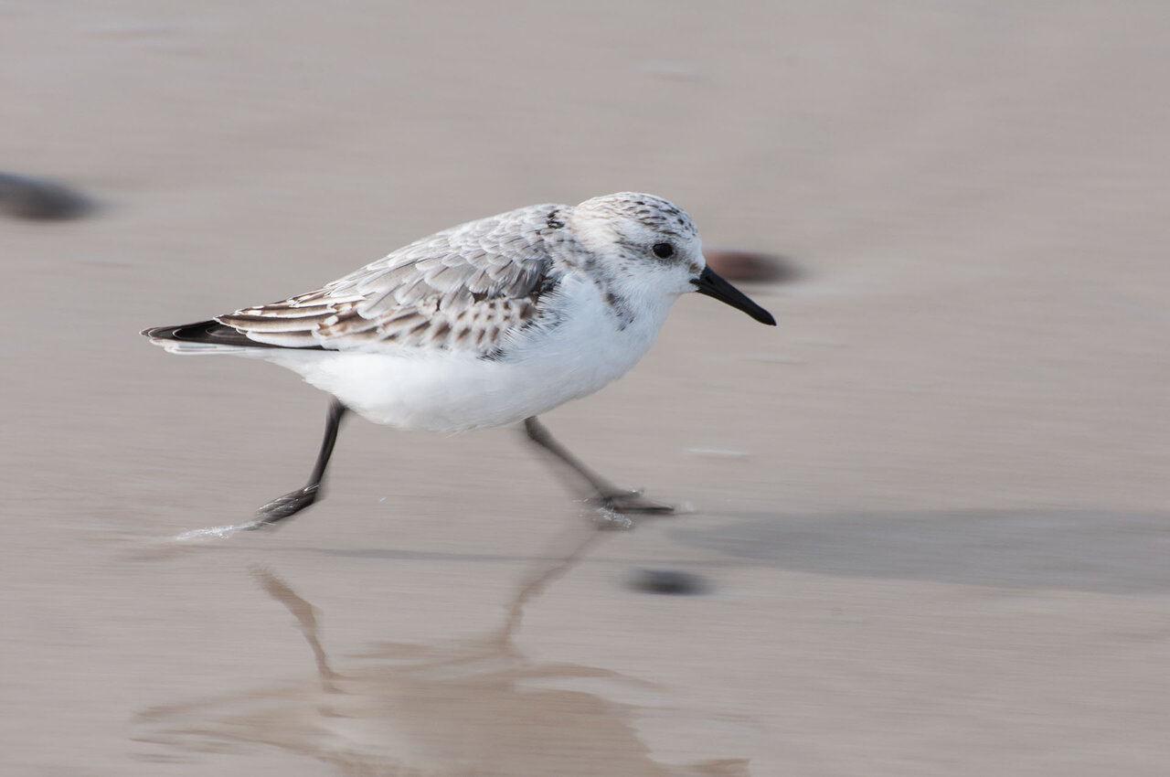 Strandläufer komp.jpg