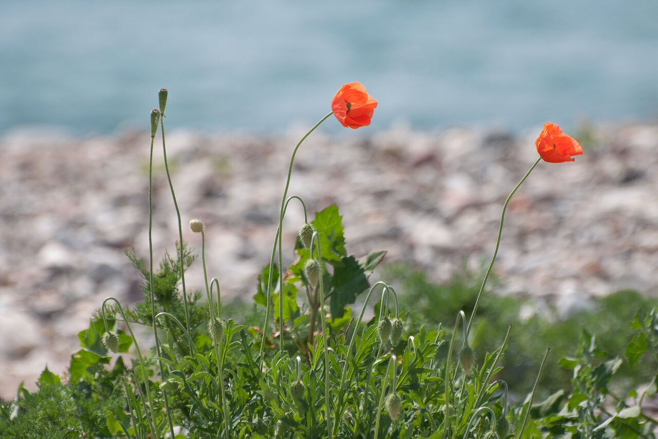 Strandmohn komp.jpg