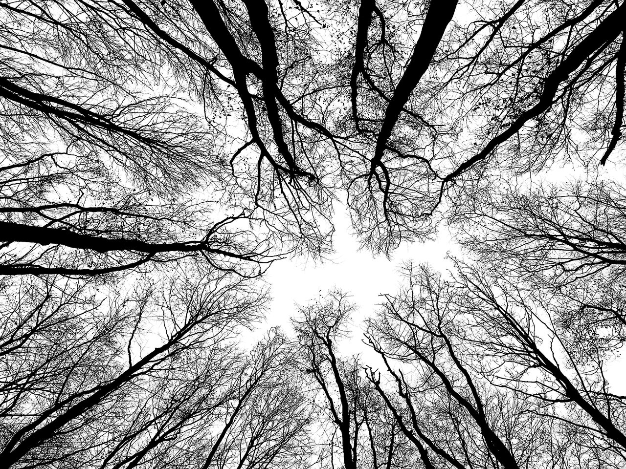 trees-1400px.jpg
