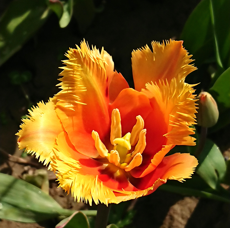 Tulpe-Leichlingen-MuBo.jpg