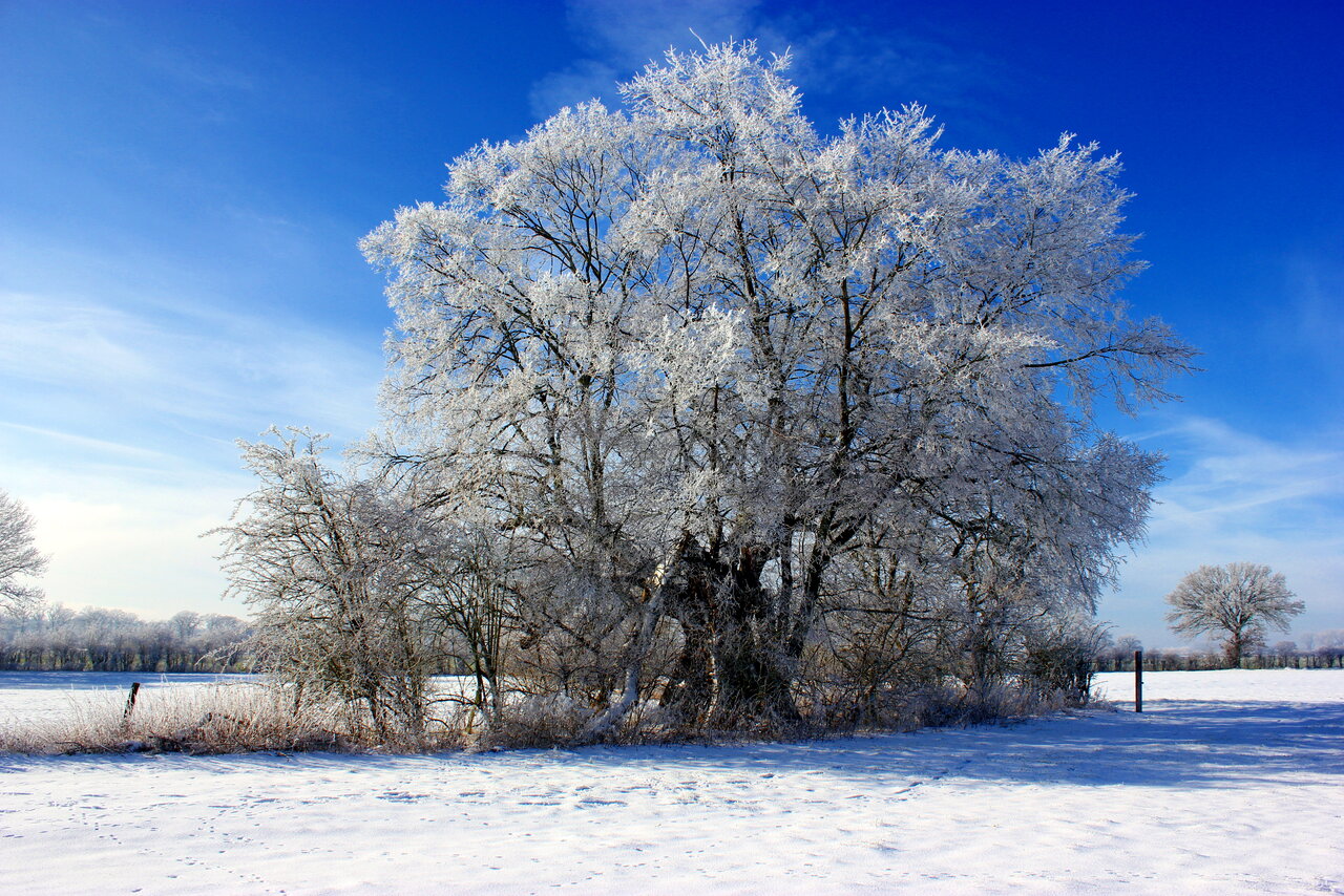 Ulme_Frankenfeld_Winter21.JPG