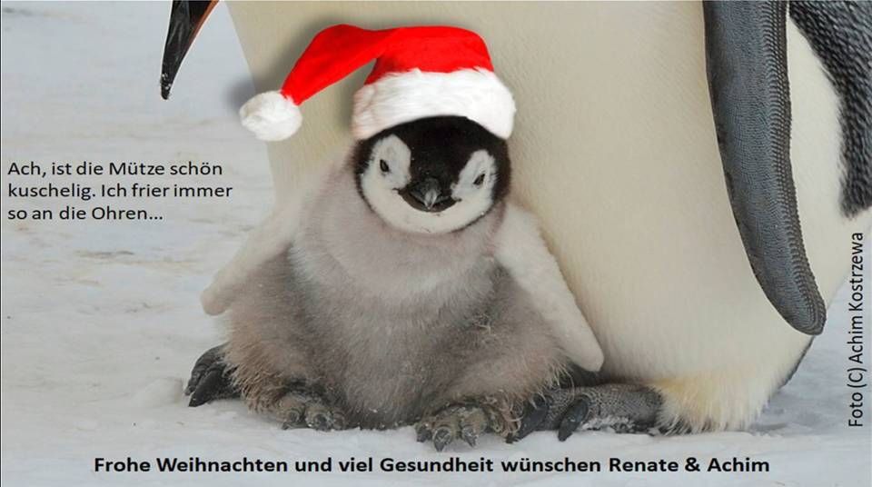 Weihnachtspinguin.jpg