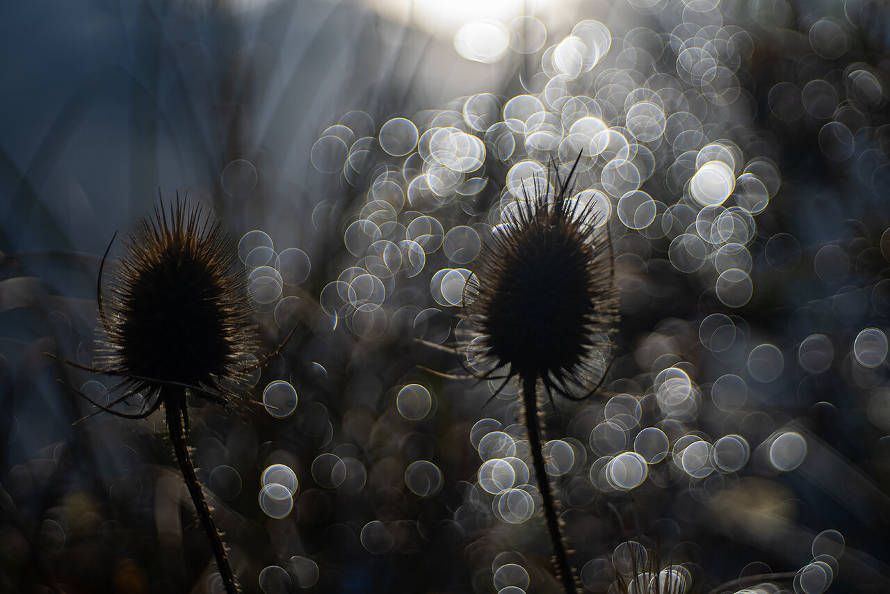 wild-teasel-bubbles-1400px.jpg