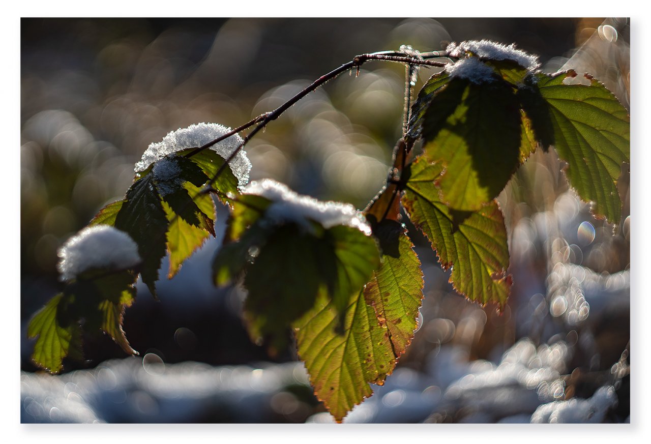 Winter-colours.jpg