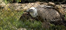 ZOO29072010_09.jpg