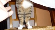 Katze - 2010-11 - 008.jpg