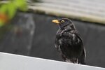 Amsel01.jpg