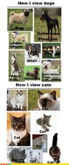 koma-comic-strip-dogs-vs-cats.jpg