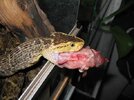 Bothrops klein 1.JPG