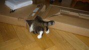 Katze - 2011-07 - 009.jpg