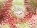 Milchdrosera.jpg